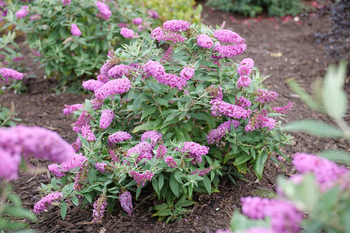 Buddleia Pugster Pinker