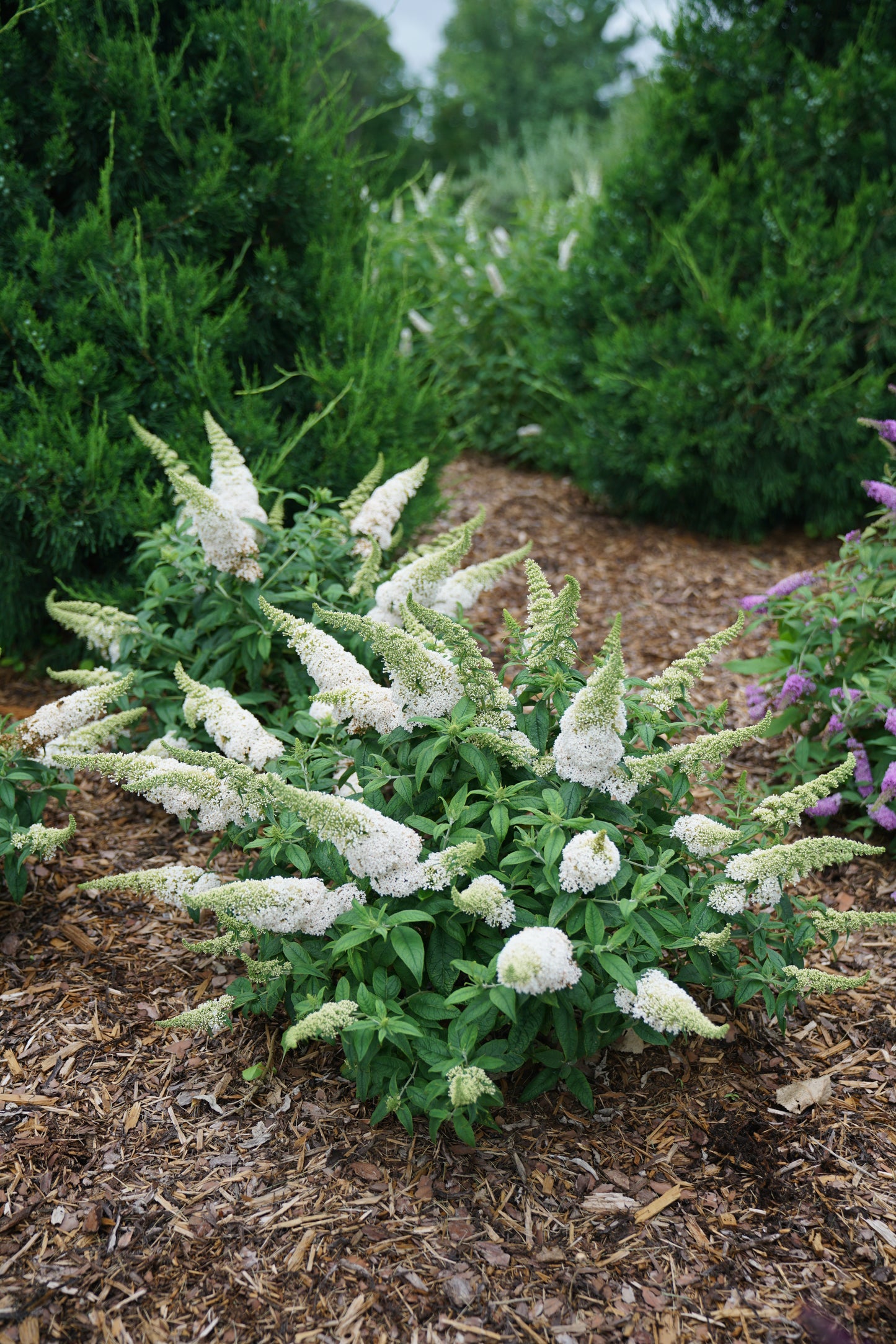 Buddleia Pugster White