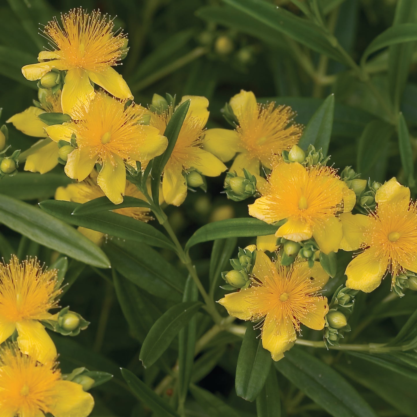 Hypericum Sunny Boulevard St. John's-Wort