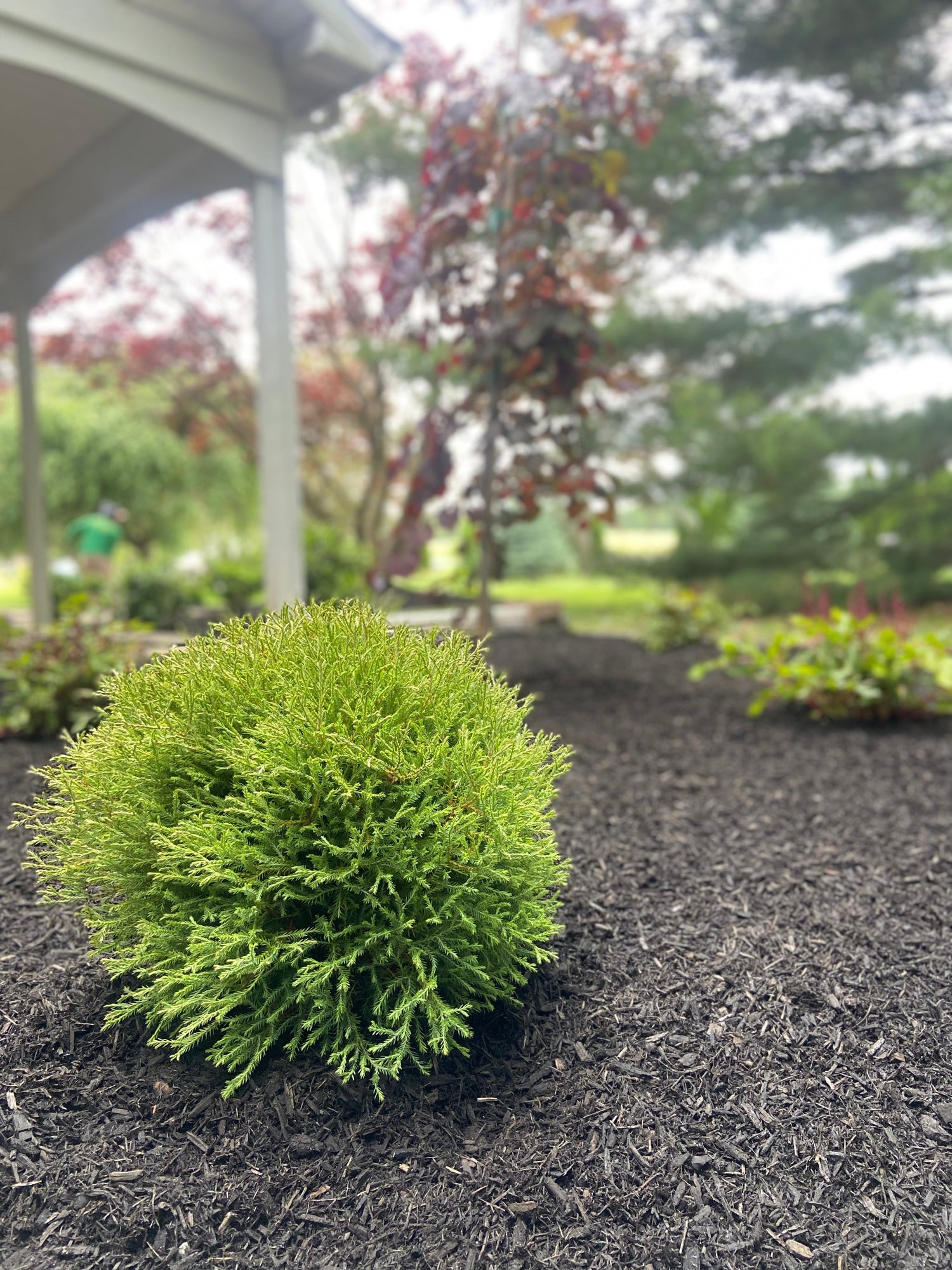 Evergreens & Conifers