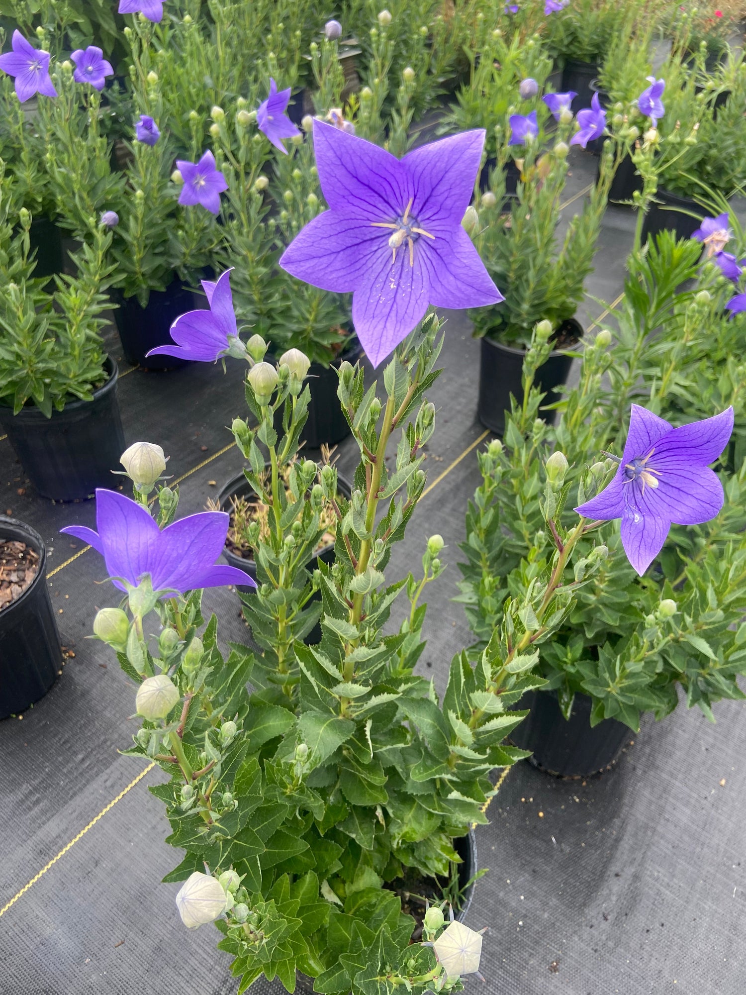 Perennials