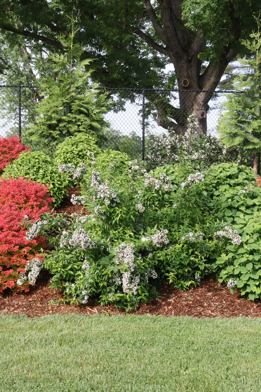 Abelia Sweet Emotion Blaze