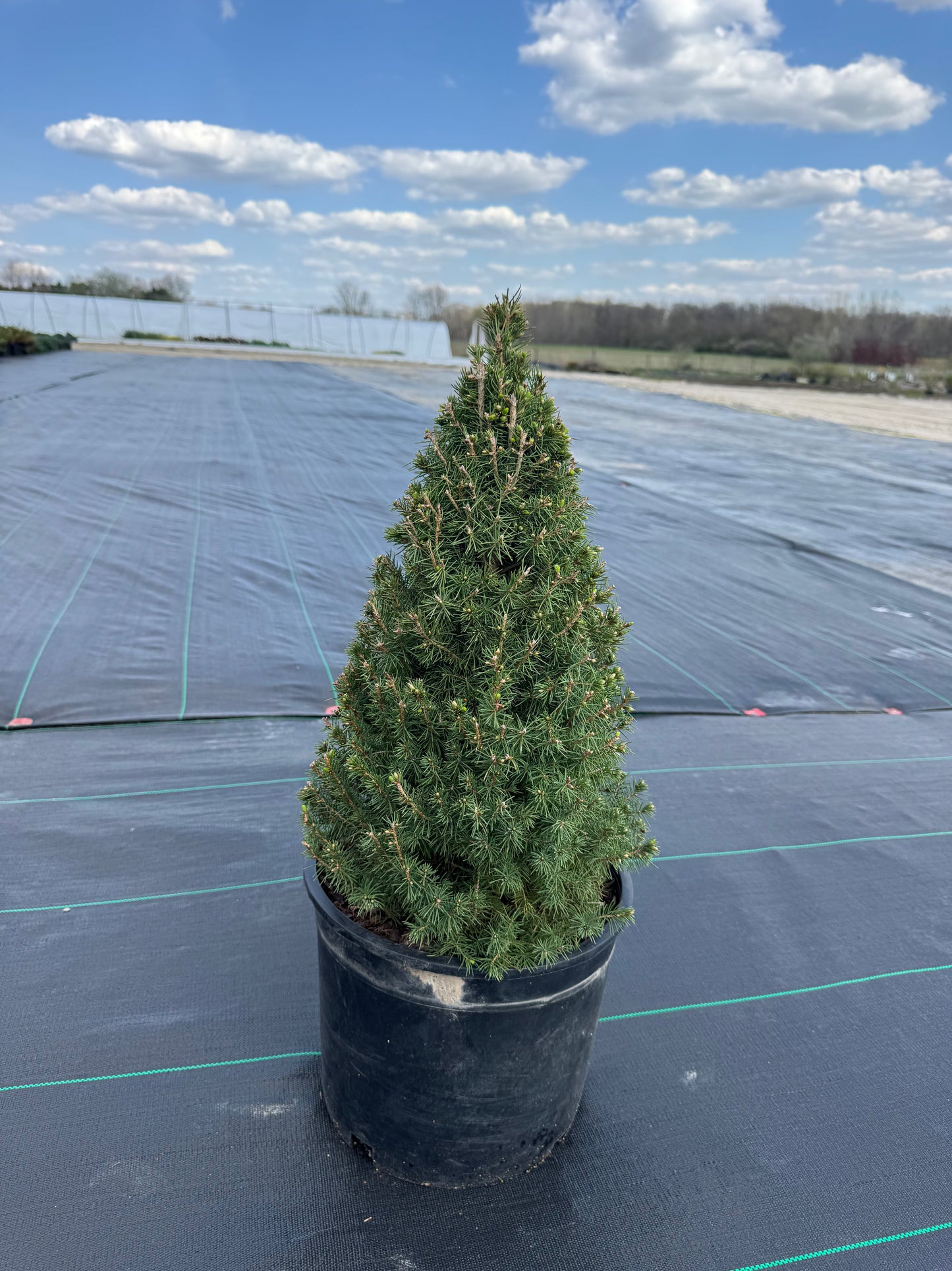 Picea albertha spruce