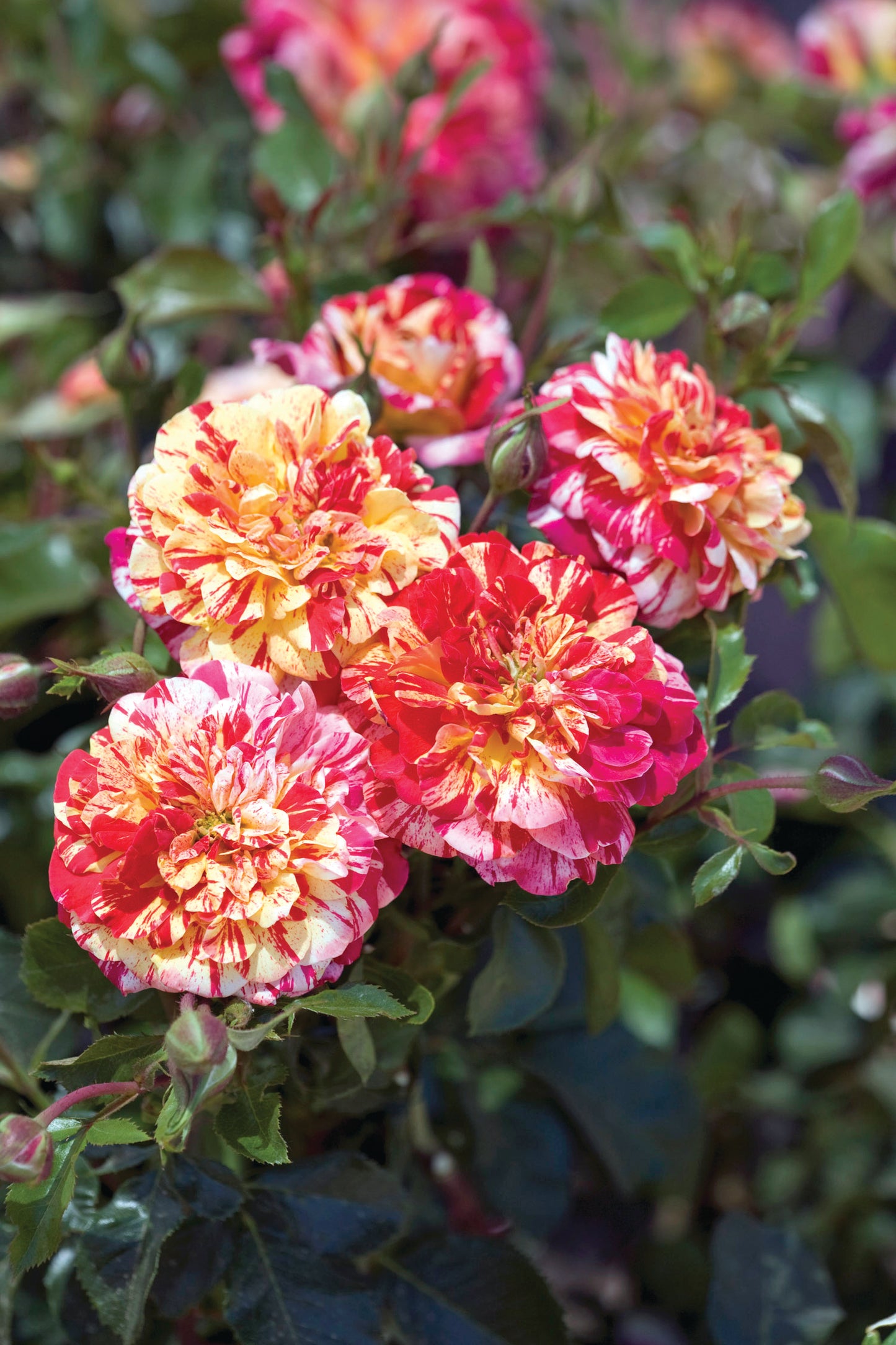 Gr All American Magic