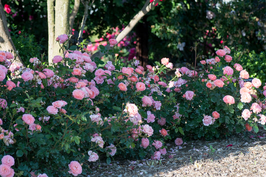 Drift rose apricot
