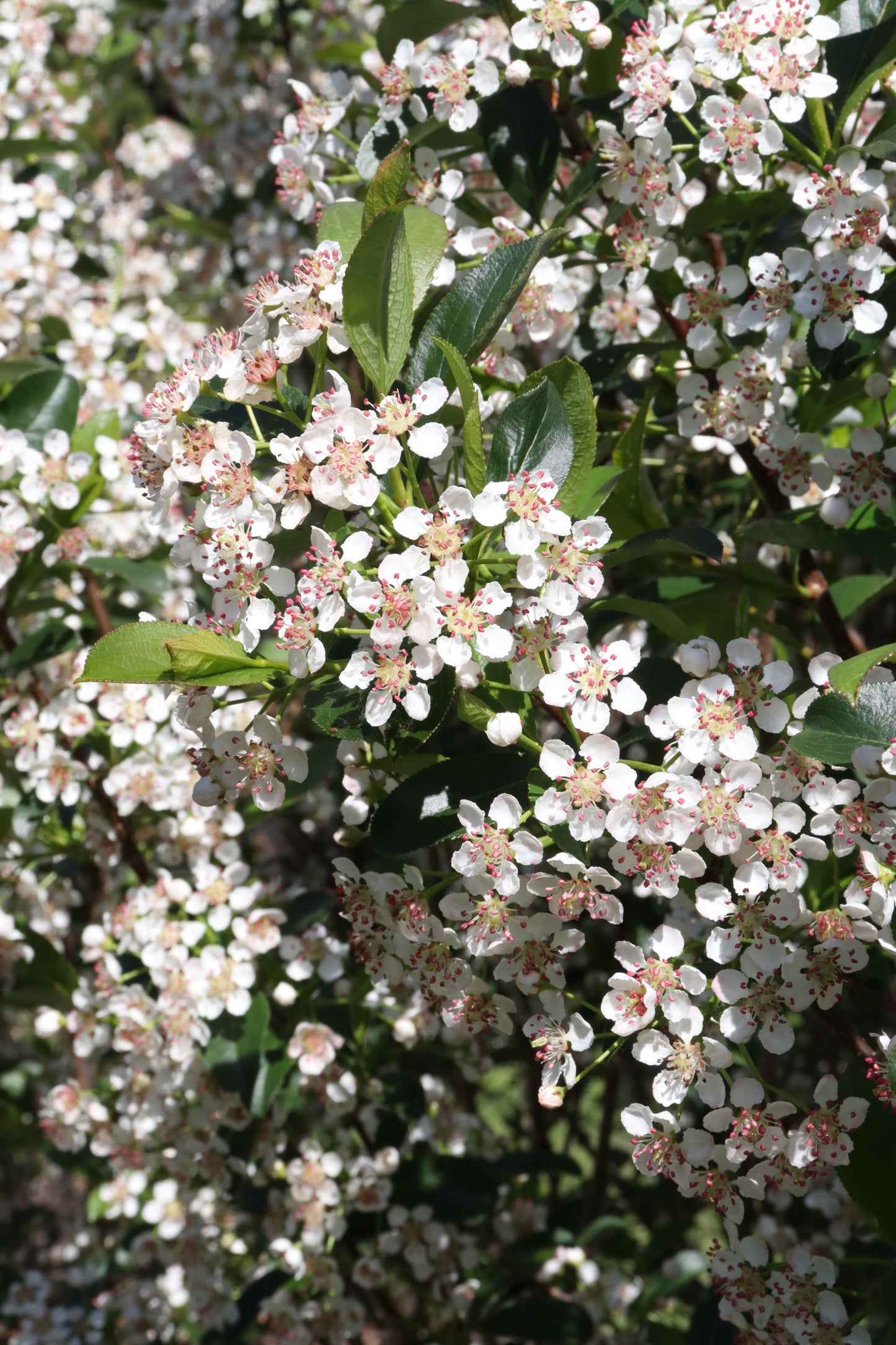 Aronia Low Scape Snowfire