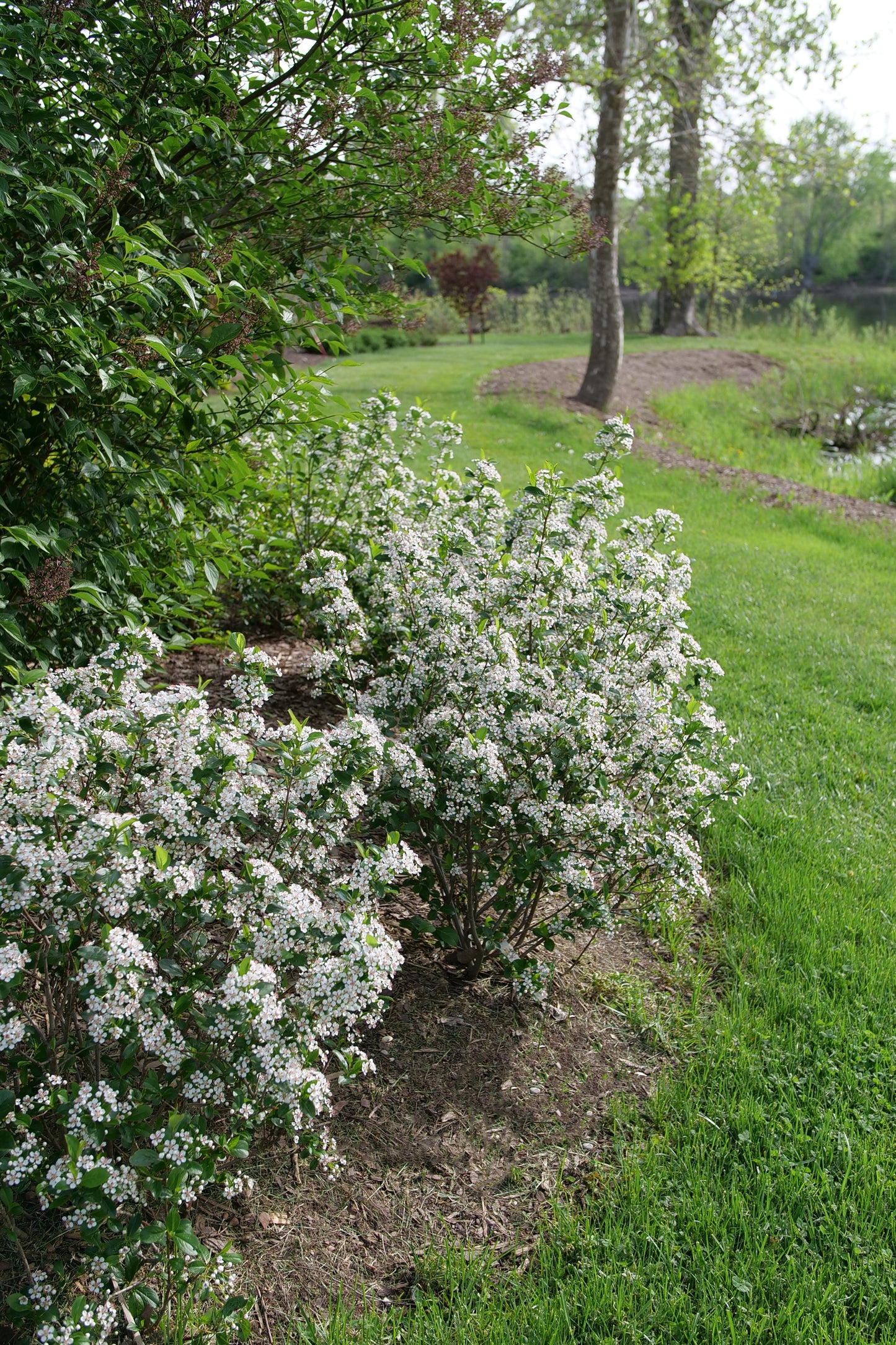 Aronia Low Scape Snowfire