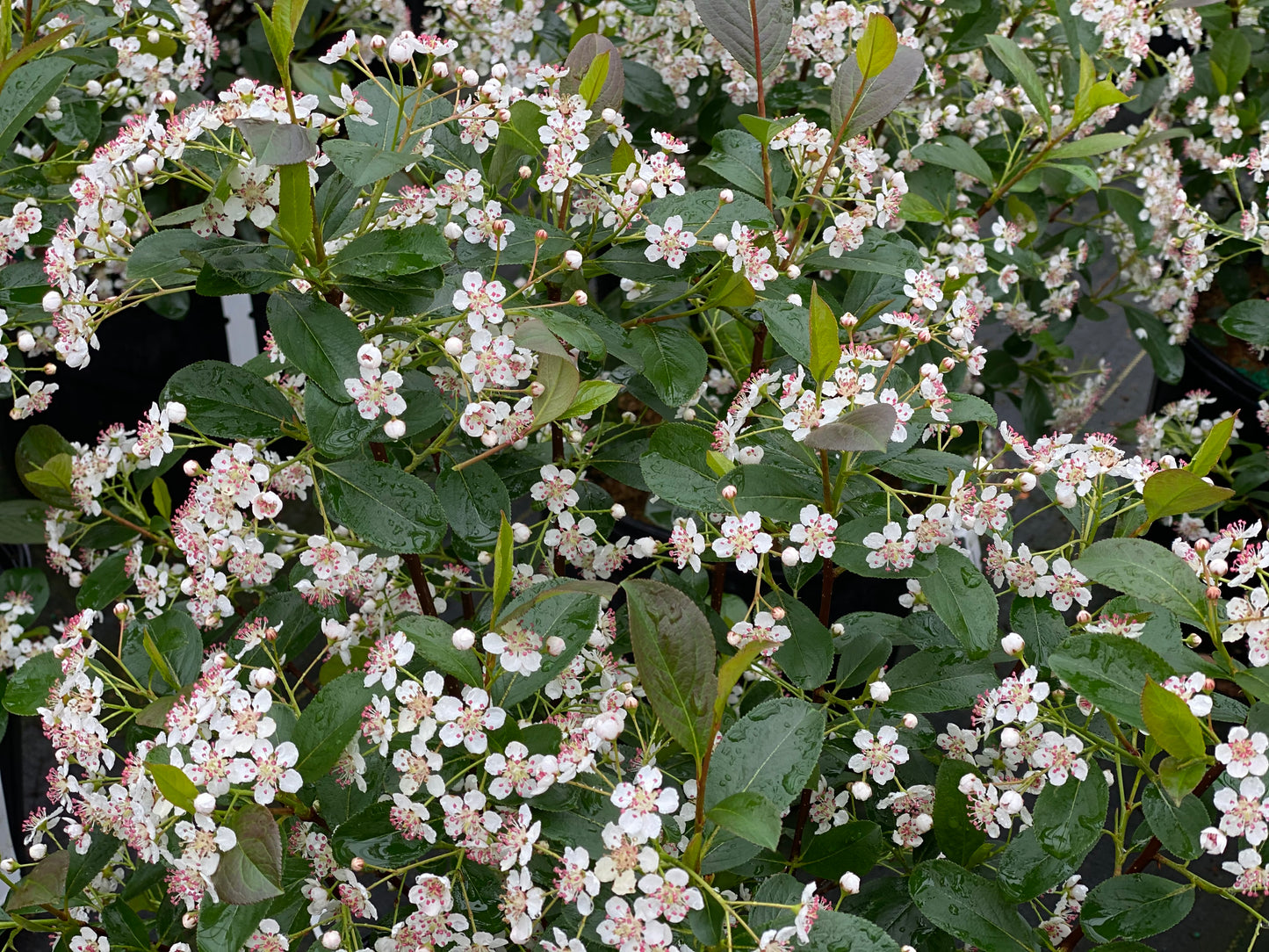Aronia low scape snowfire