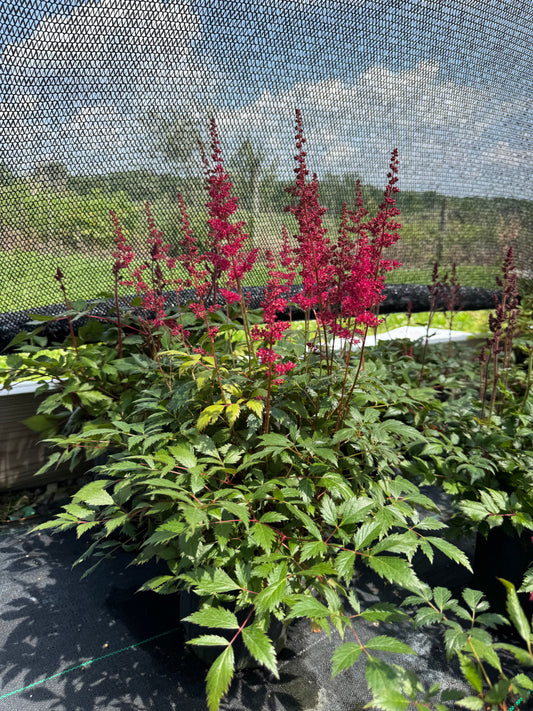 Astilbe