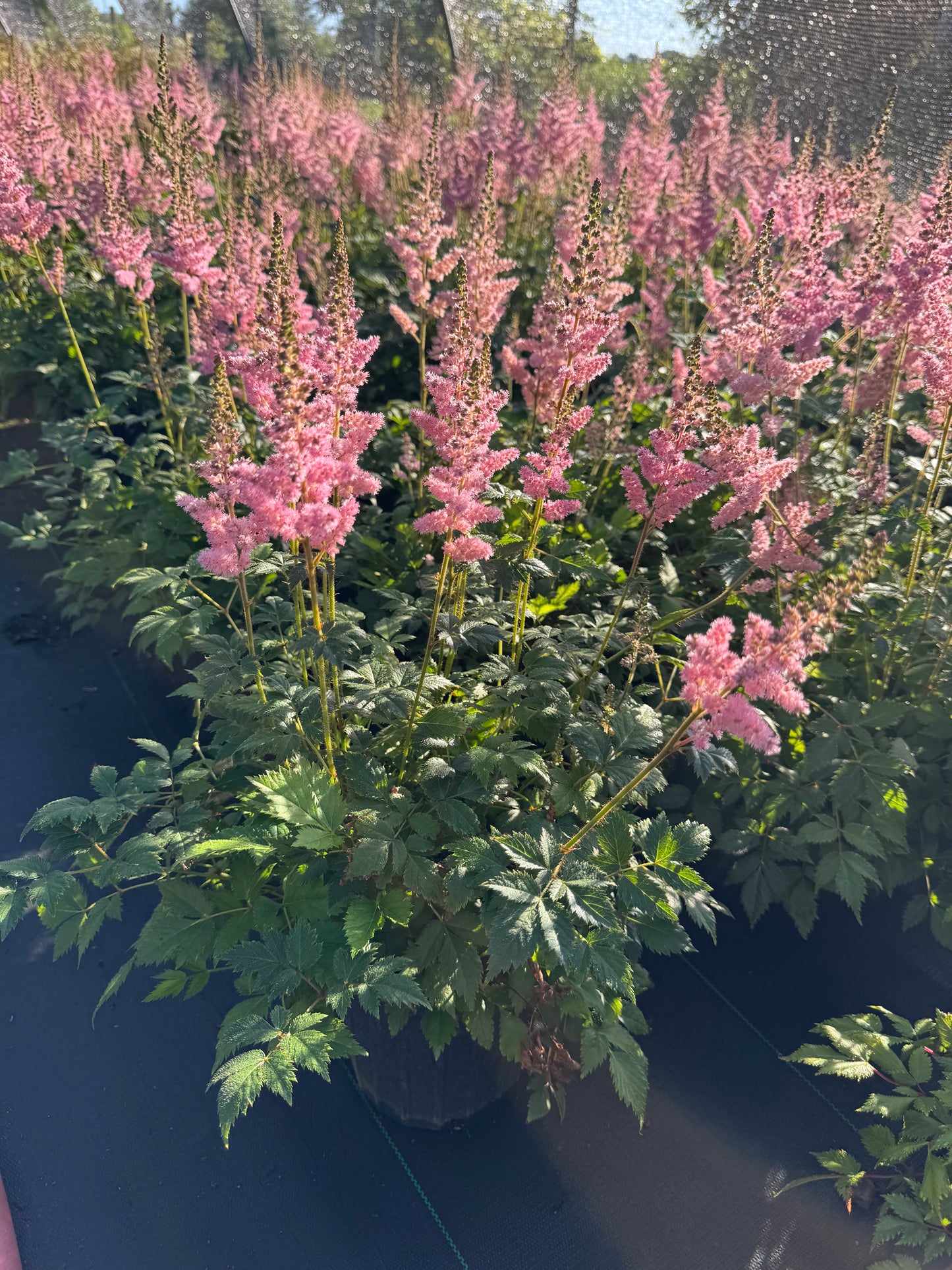Astilbe