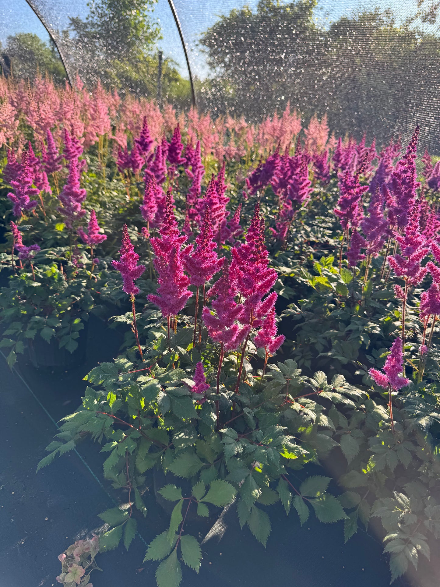 Astilbe