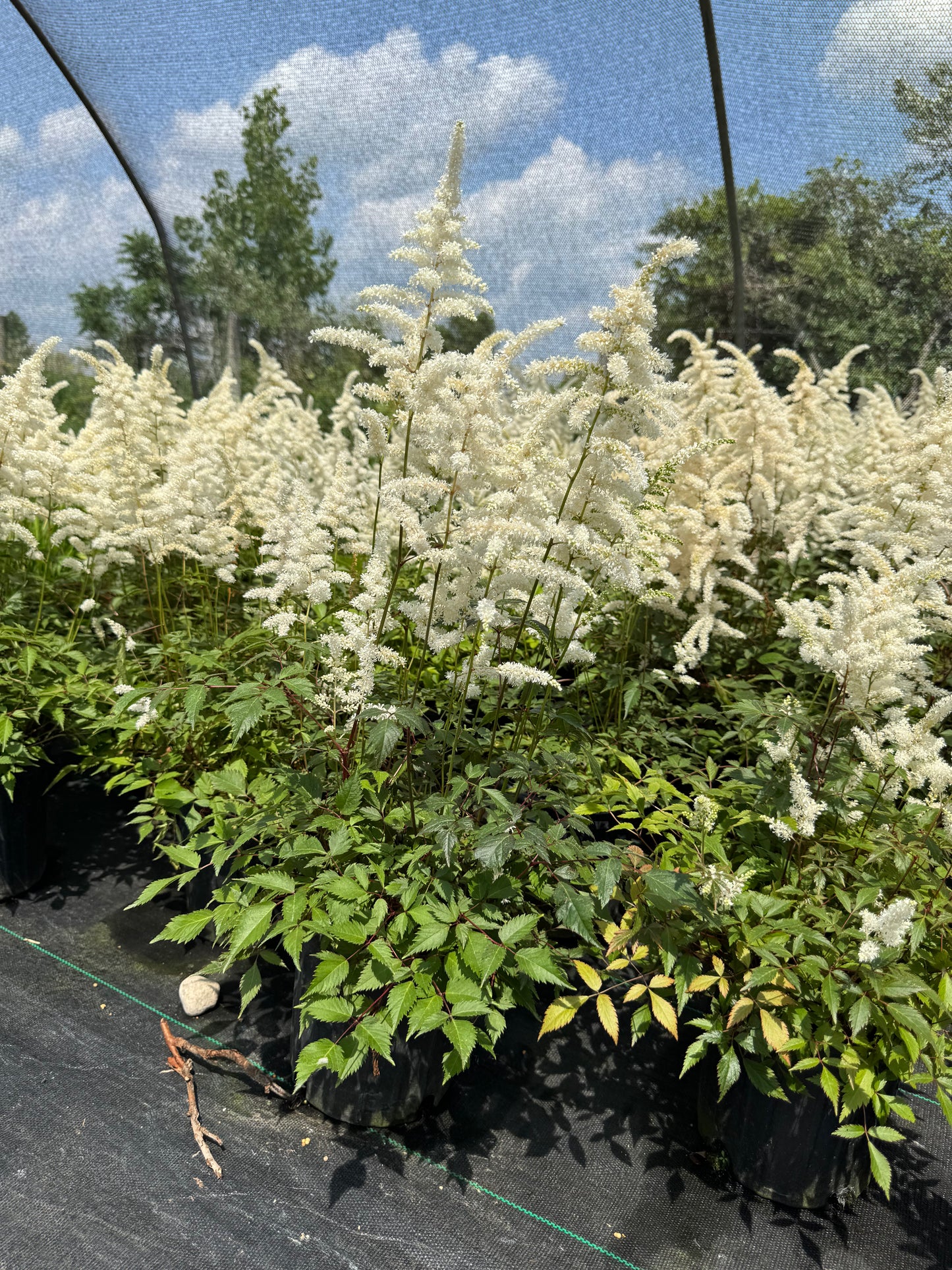 Astilbe