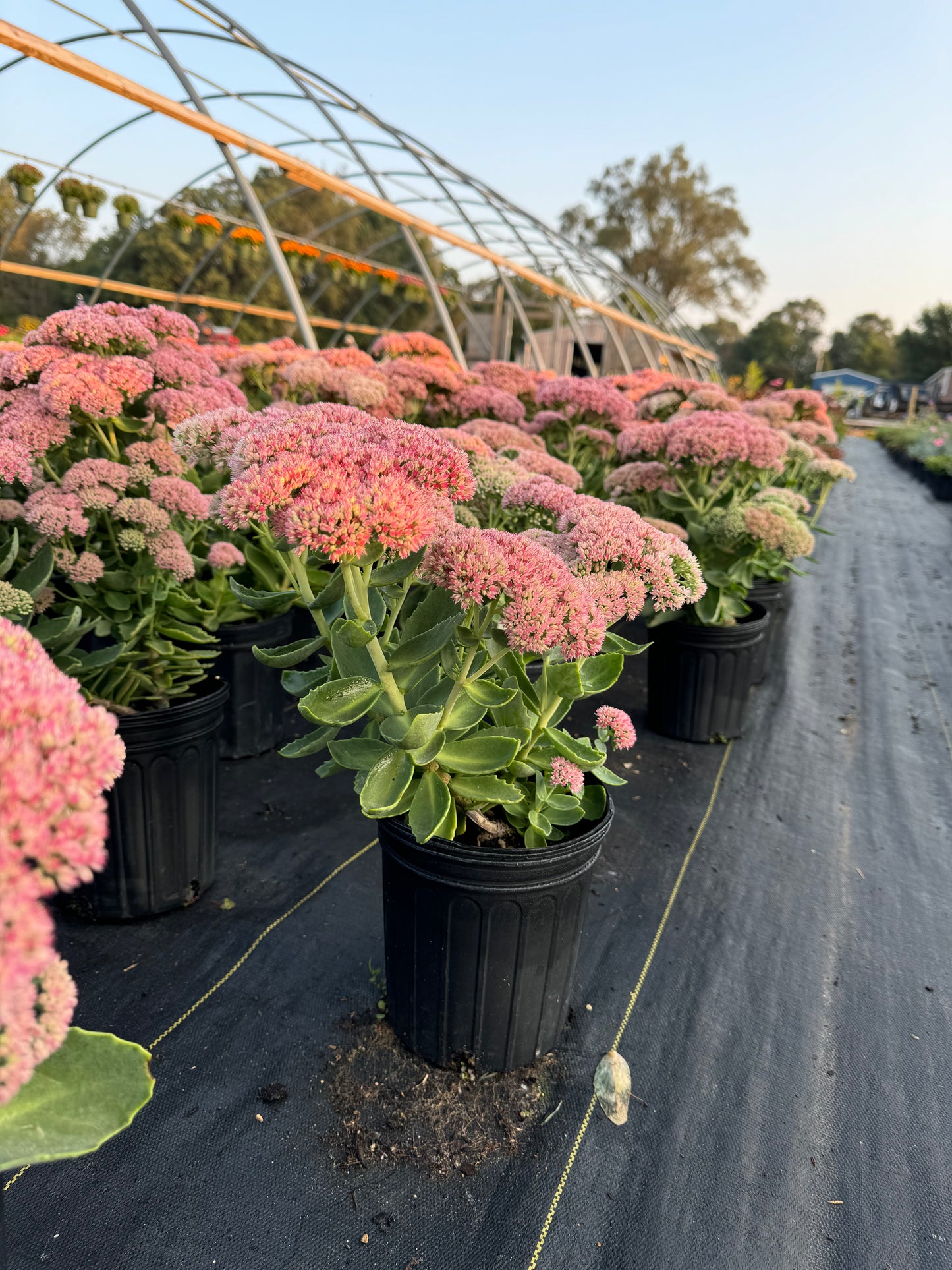 Carl Autumn Sedum