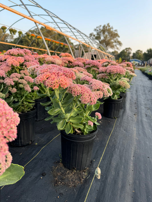 Carl Autumn Sedum