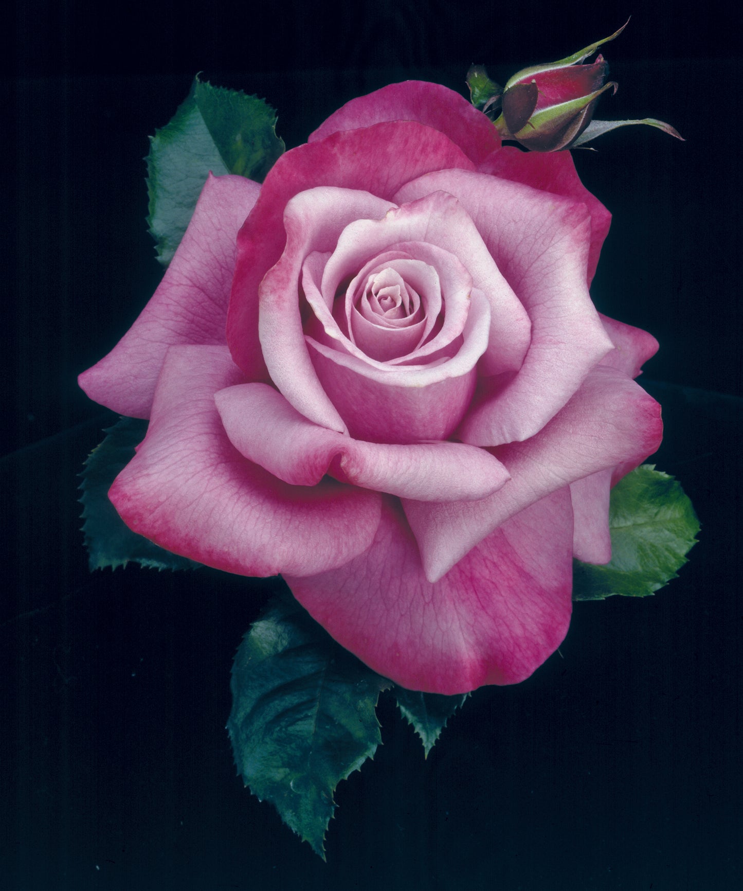 HT Barbara Streisand Rose