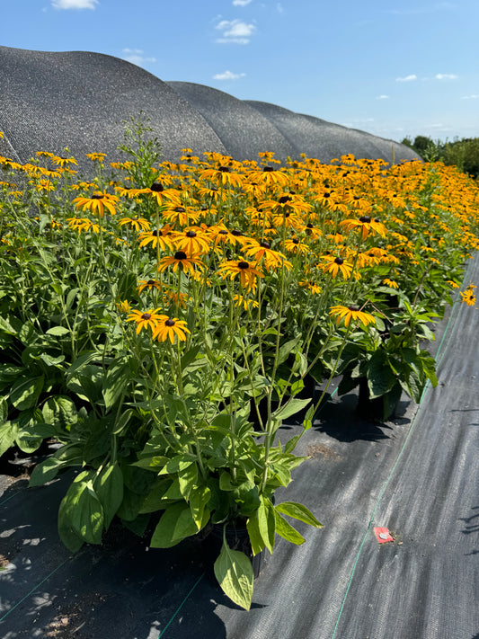 Rudbekia black eye susan