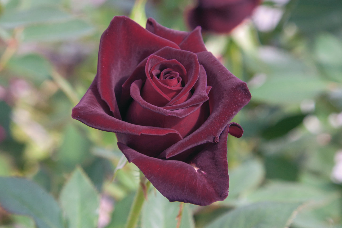 Ht Bloom black baccara rose