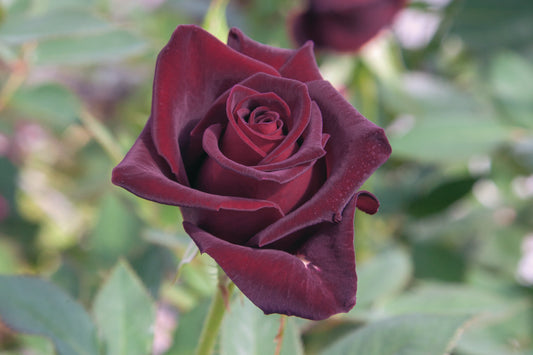 Ht Bloom black baccara rose