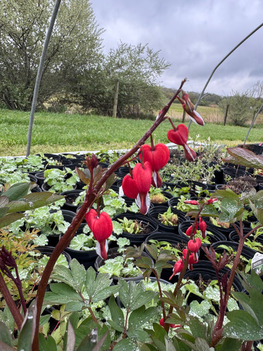 Bleeding hearts