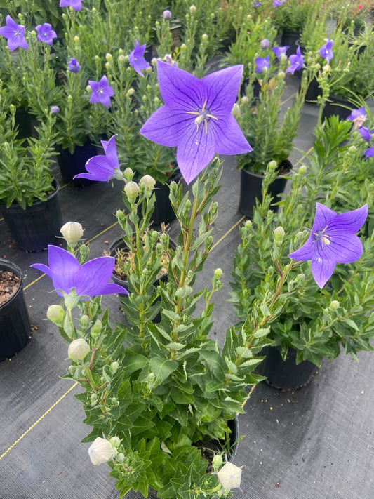 Blue bell flower
