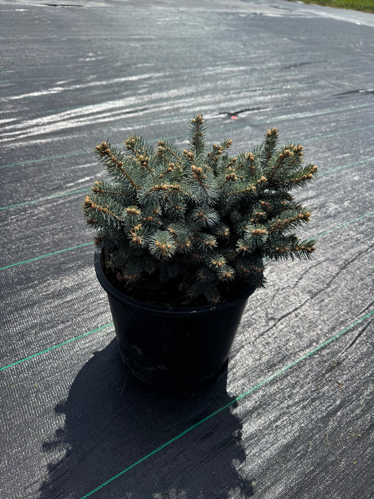 Globosa Dwarf Blue Spruce