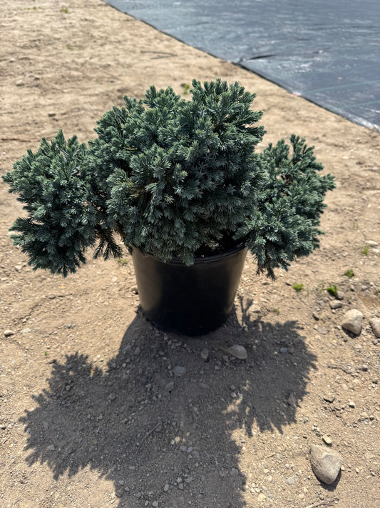 Juniper Blue Star