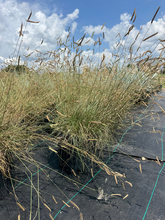 Bouteloua Blonde Ambition Grass