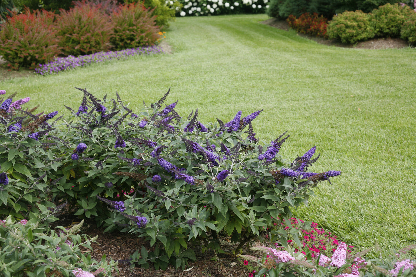 Buddleia pugster blue
