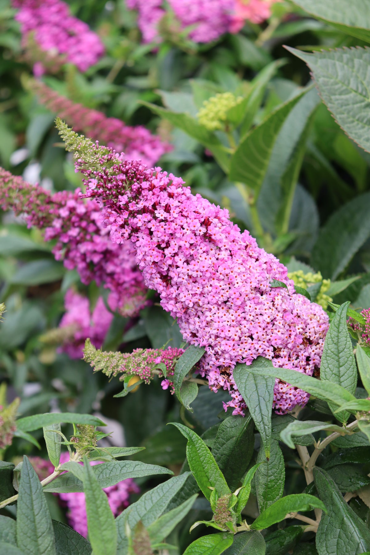 Buddleia Pugster Pinker
