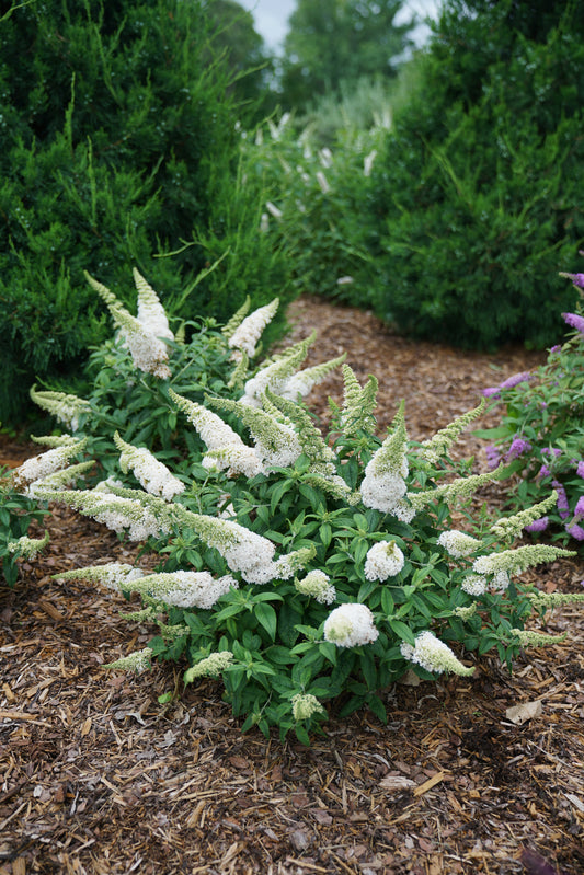 Buddleia Pugster White