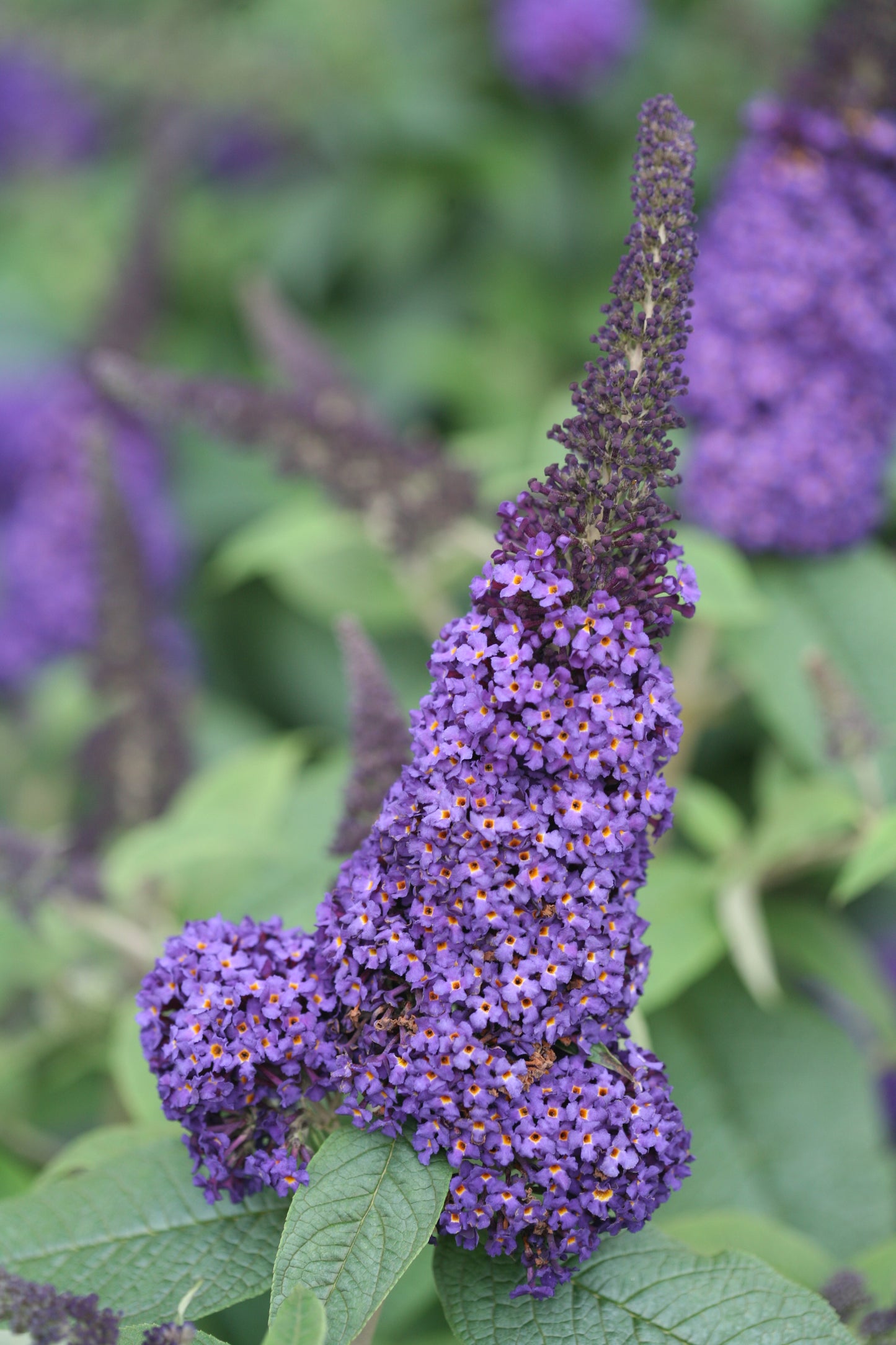 Buddleia pugster blue