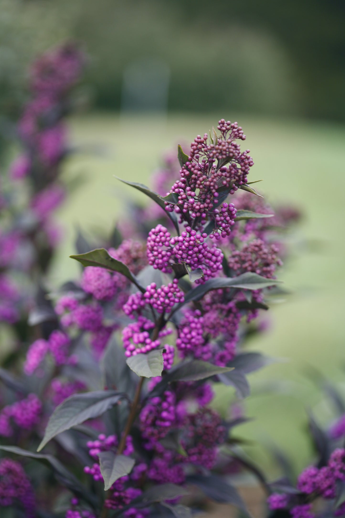 Callicarpa Pearl Glam