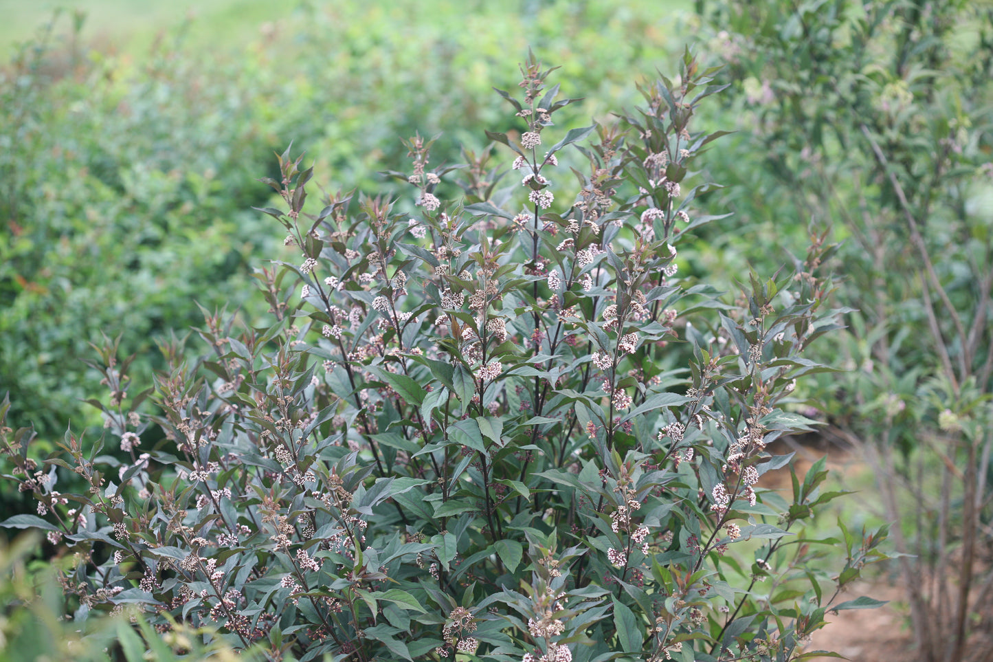 Callicarpa Pearl Glam