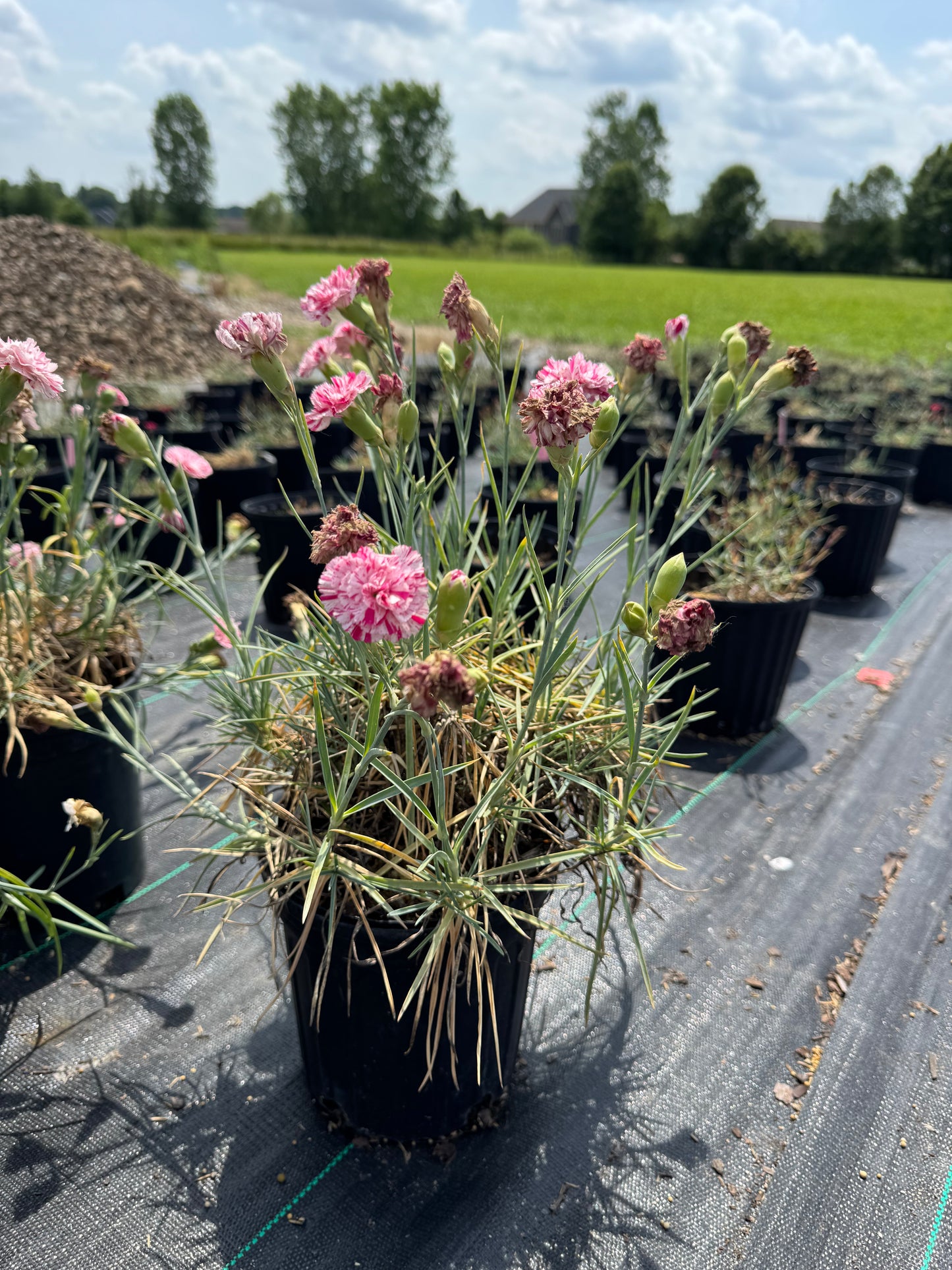 Carnation