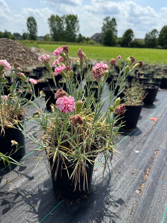 Carnation