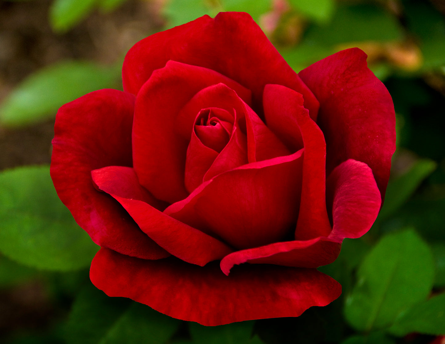 HT Chrysler Imperial Rose