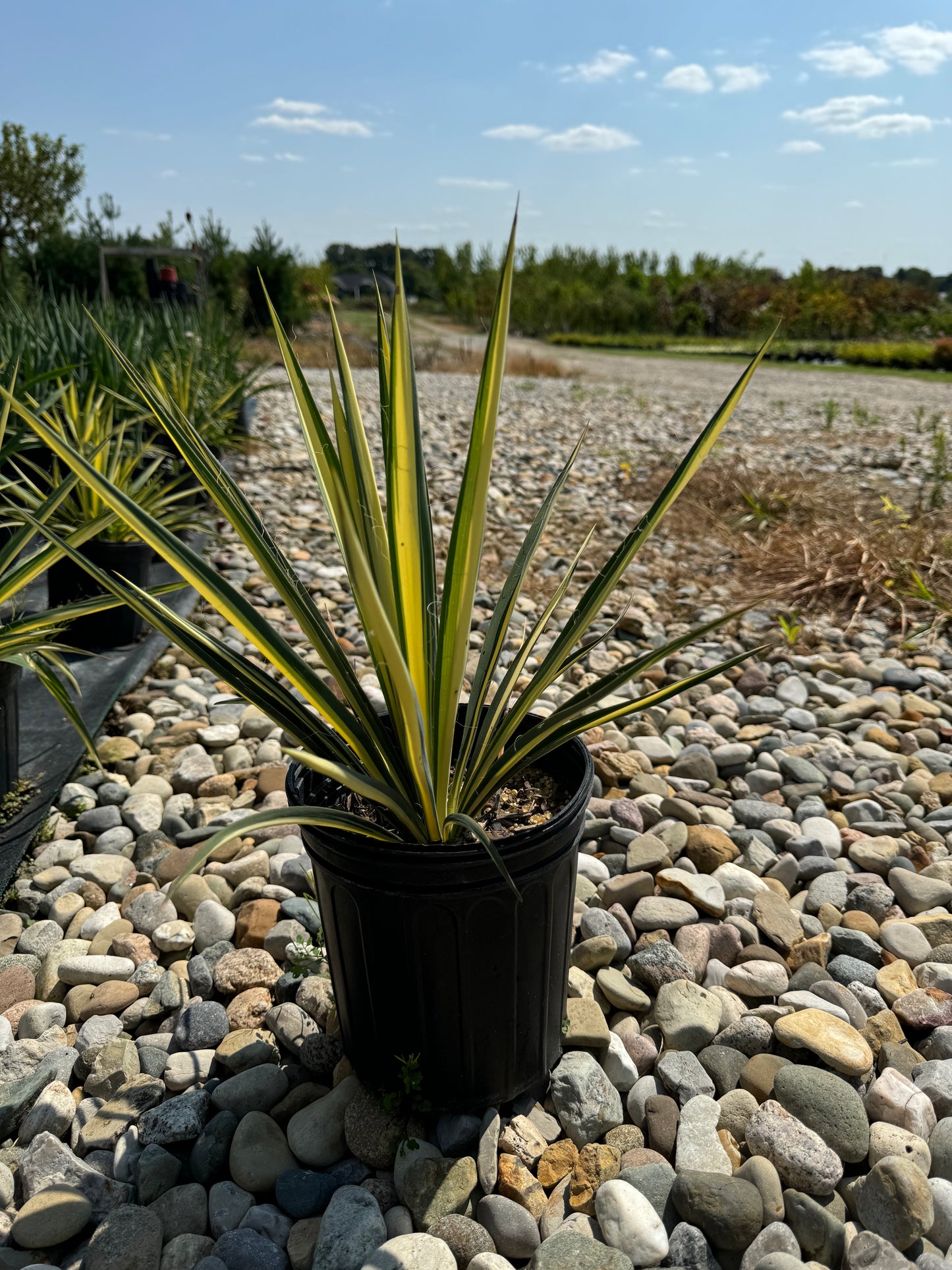 Yucca excalibur #3