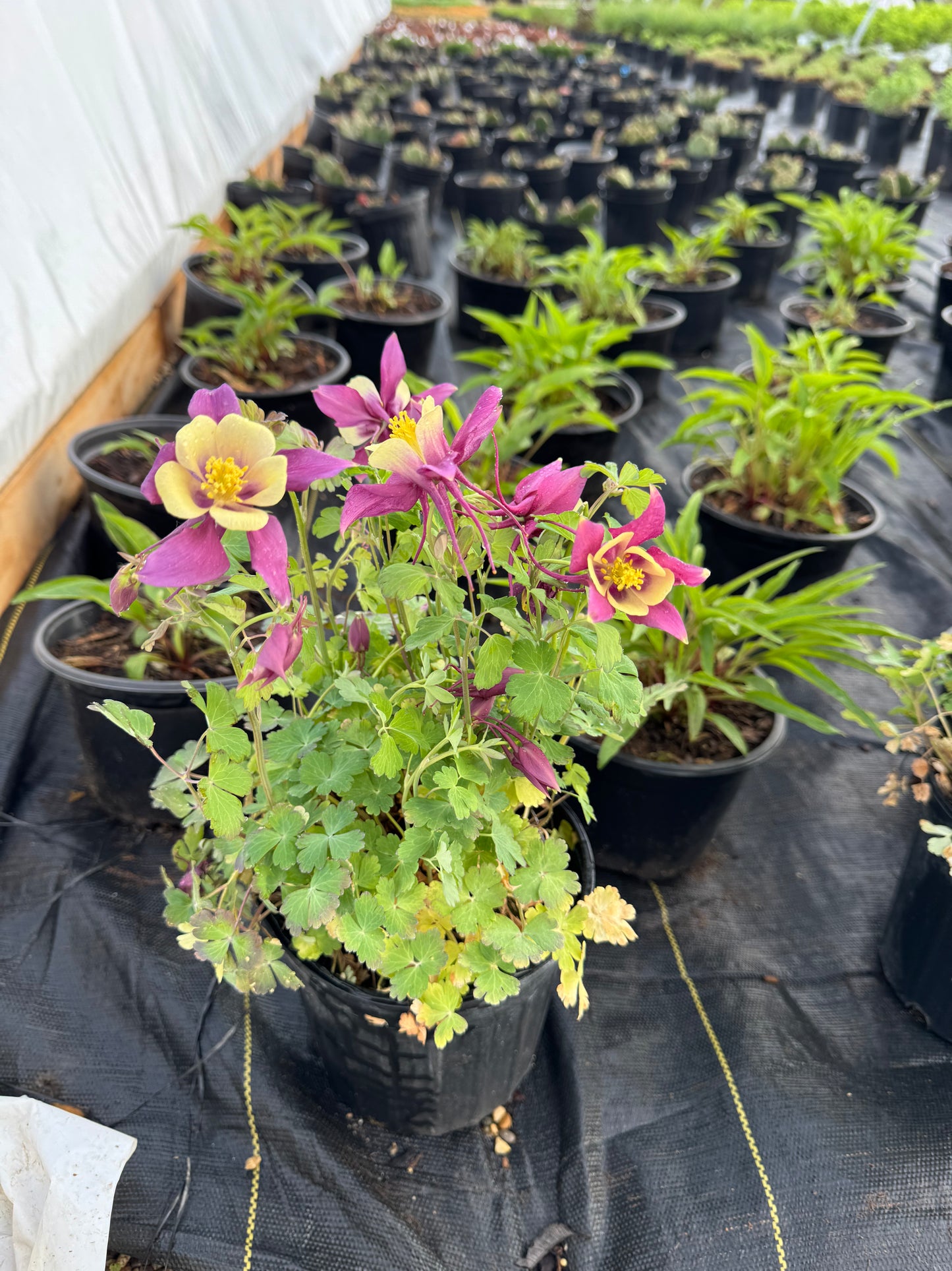 Aquilegia