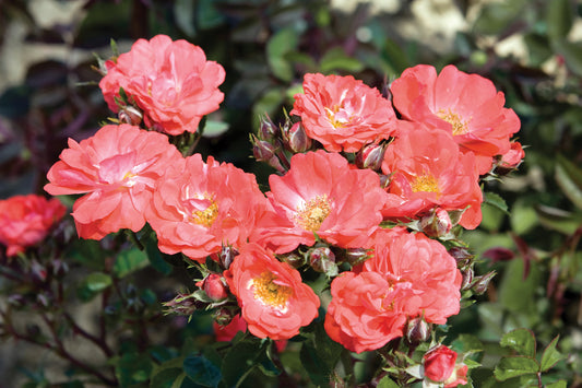 Drift rose coral