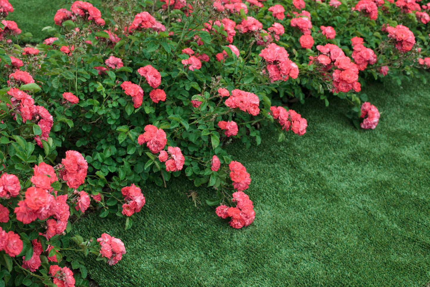 Drift rose coral