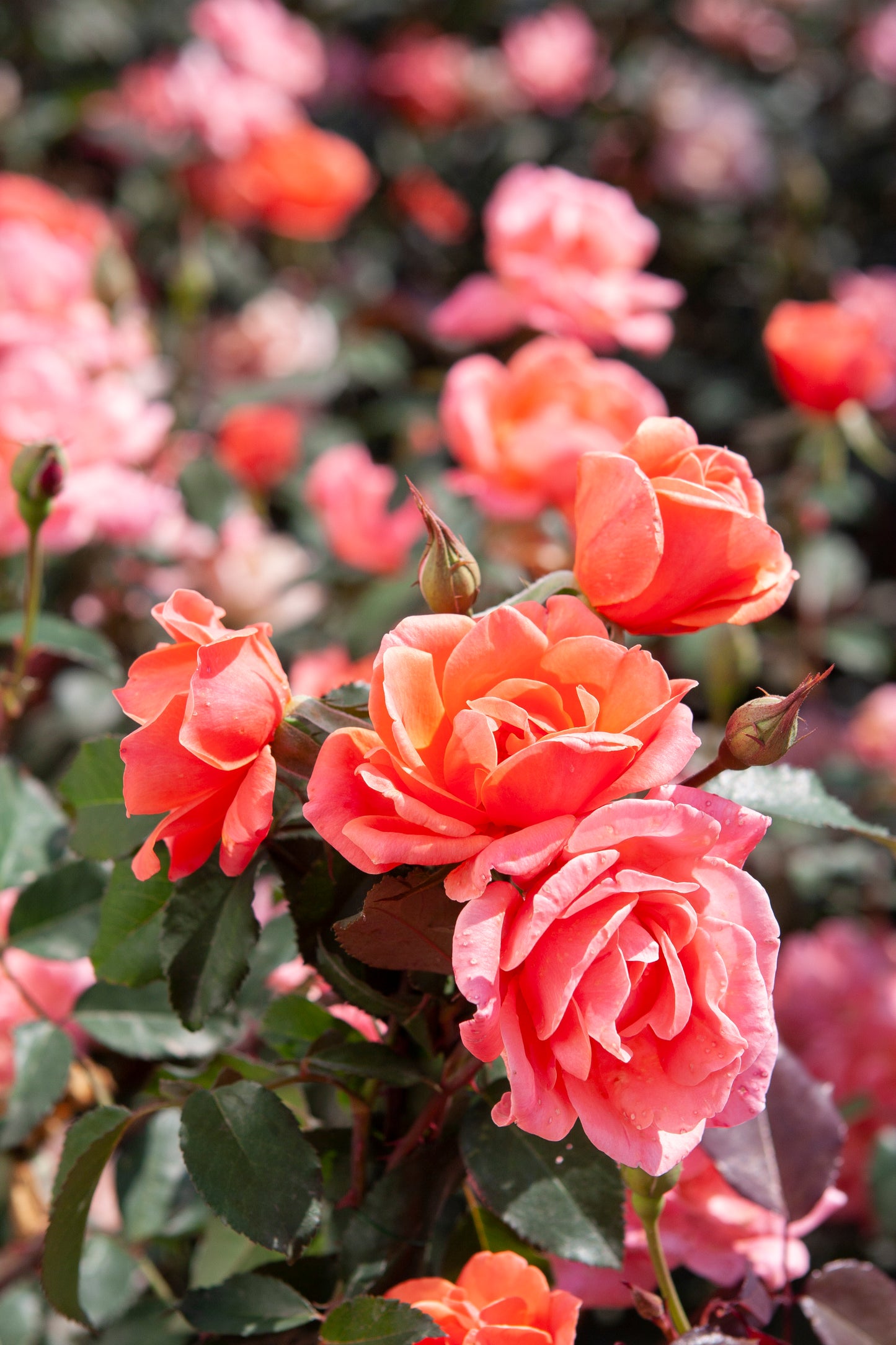 SH The Knockout Coral