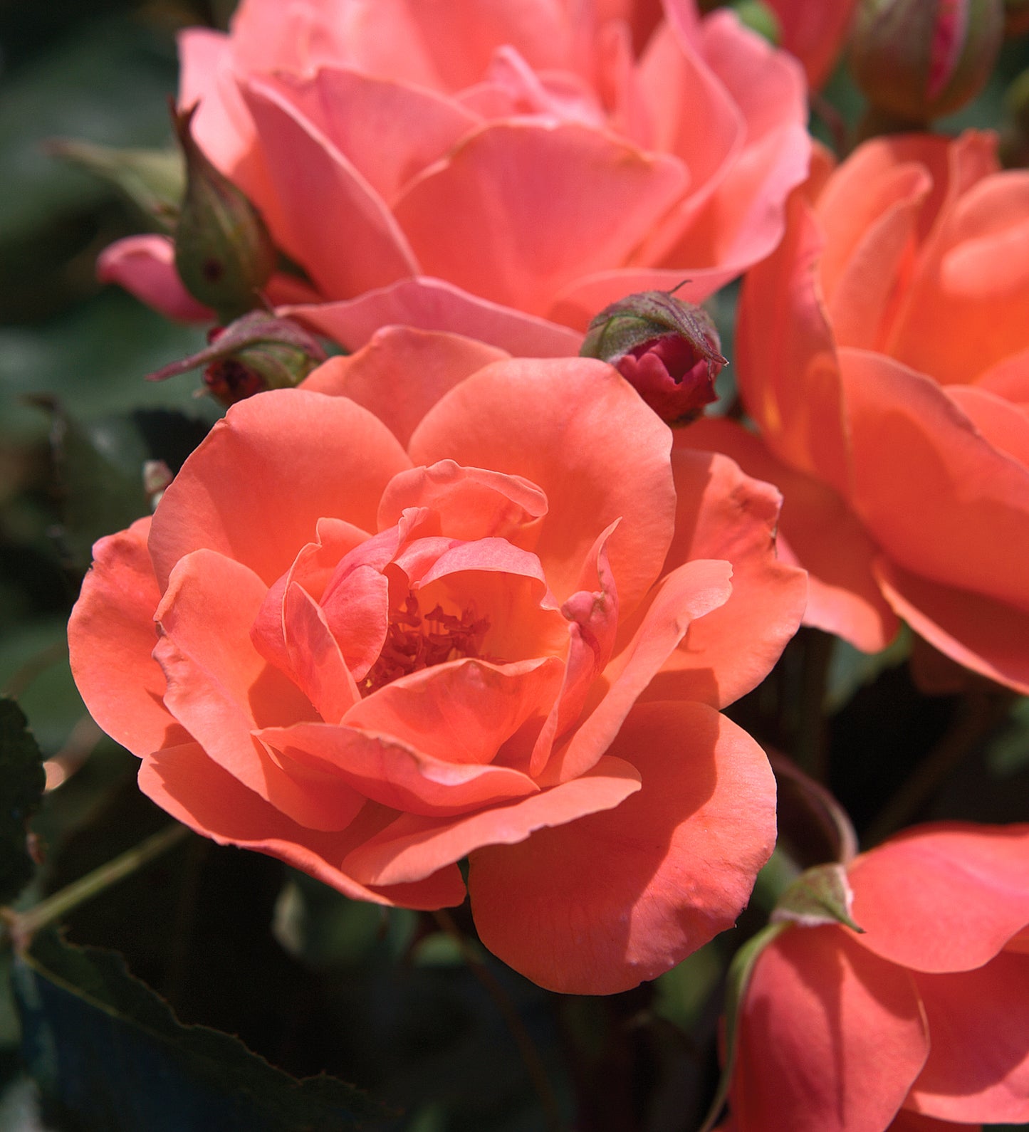 SH The Knockout Coral