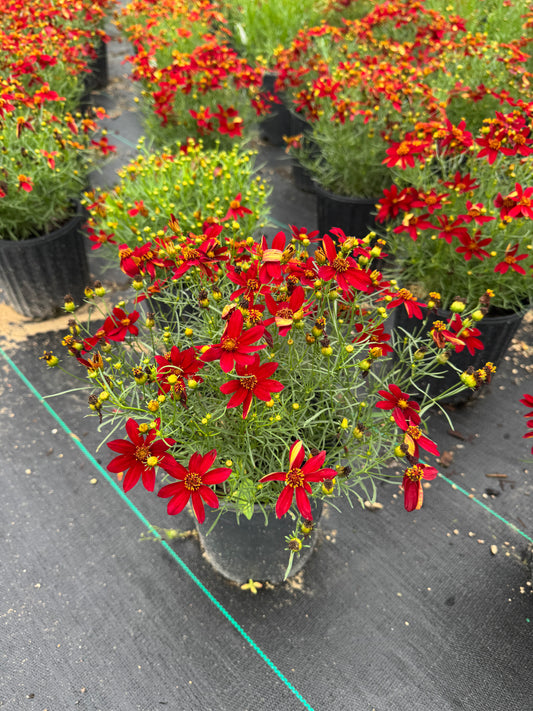 Coreopsis Hot Paprika