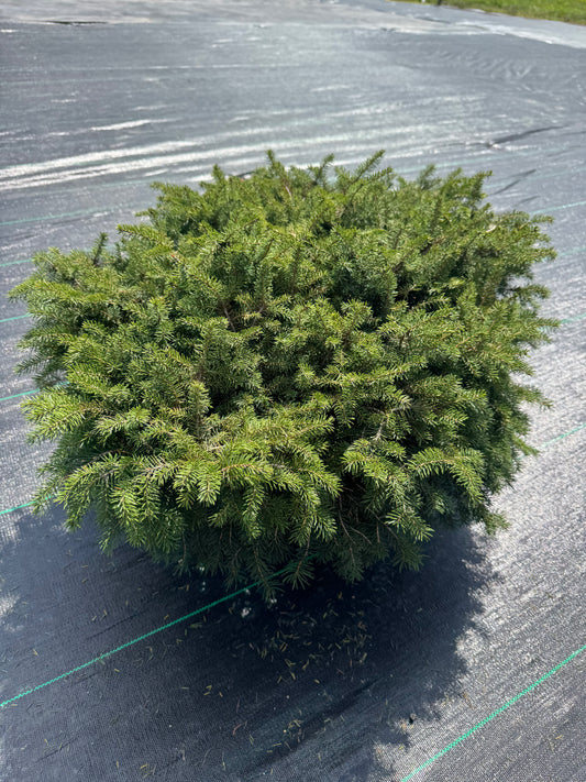 Birds Nest Cypress
