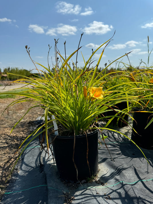 Day Lily