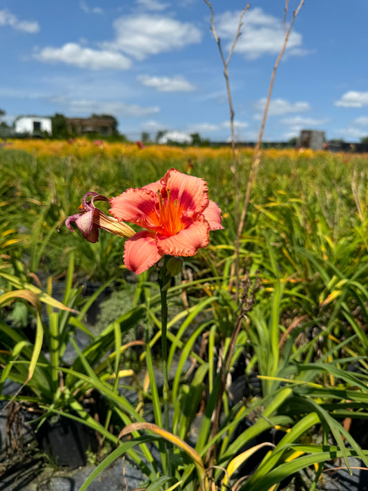 Daylily joan senior