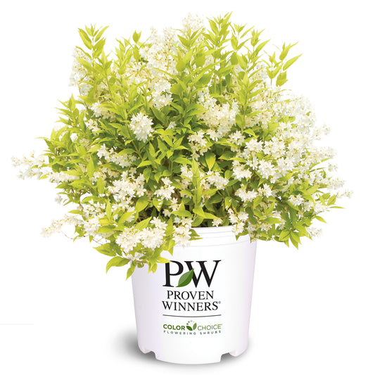 Deutzia chardonay pearls