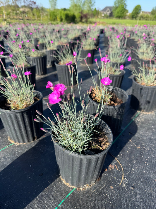 Dianthus Fire Witch