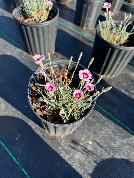 Dianthus mtn. frost ruby snow