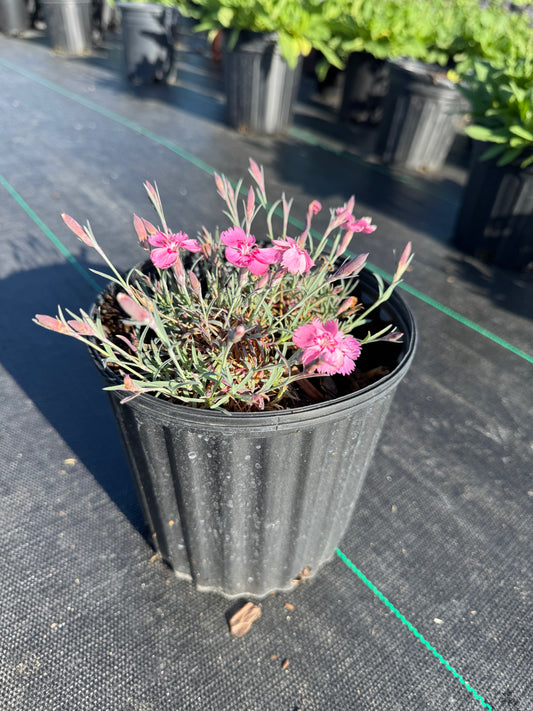 Dianthus mtn. Frost pink twinkle